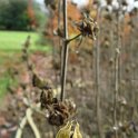 Hibiscus syriacus fruit